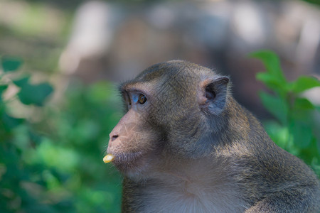 白色的一顿饭吃香蕉猴子转而找朋友的猕猴图片