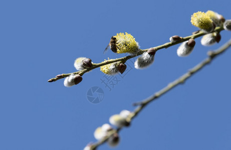 沙泥蜂属早春叶前的柳木树枝采摘花朵和芽中的粉收集欧洲蜂蜜植物春初在沙利士上黄蜂大种植状的蜜物明亮白色黄背景