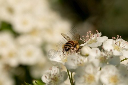 雌蕊柱头蜜蜂在花朵上收集粉一只蜜蜂从花卉上采集粉的宏大镜头养蜂人图片