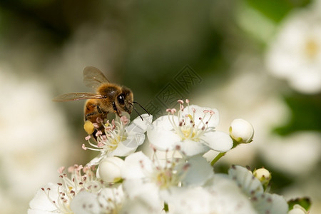 白色的灌木蜜蜂在花朵上收集粉一只蜜蜂从花卉上采集粉的宏大镜头图片