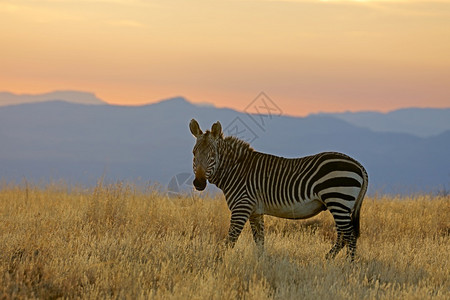 哺乳动物环境斑驴清晨亮光下南非斑马山公园CapeMountainzebraEquus图片