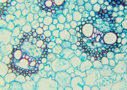 被子植物金的农业庄稼40x在显微镜下玉米刺纹CS40x设计图片