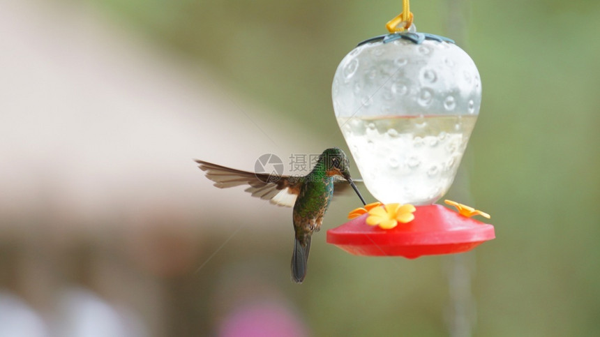 绿色蜂鸟厄瓜多尔Yanacocha保留区塑料园中的Celigenalutetia饮用水浅黄色颜图片