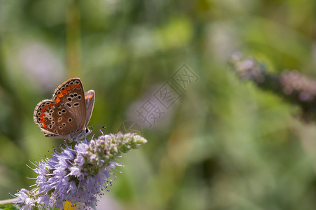 美丽动物颜色buttefly收集天然本底野薄荷花的蜜图片