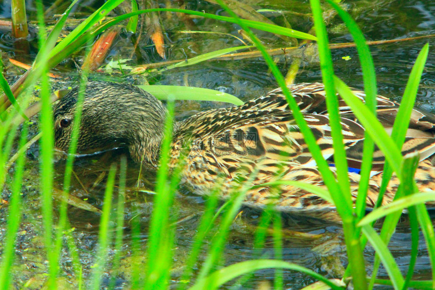 链球菌池塘羽毛在灌木丛中水面的鸭子盖墙灰在水边的灌木丛中游泳图片