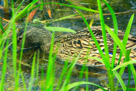 链球菌池塘羽毛在灌木丛中水面的鸭子盖墙灰在水边的灌木丛中游泳图片