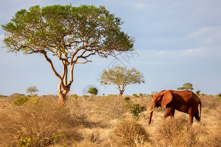 一头大象走在草原上肯尼亚的野生动物园热带绿色非洲图片