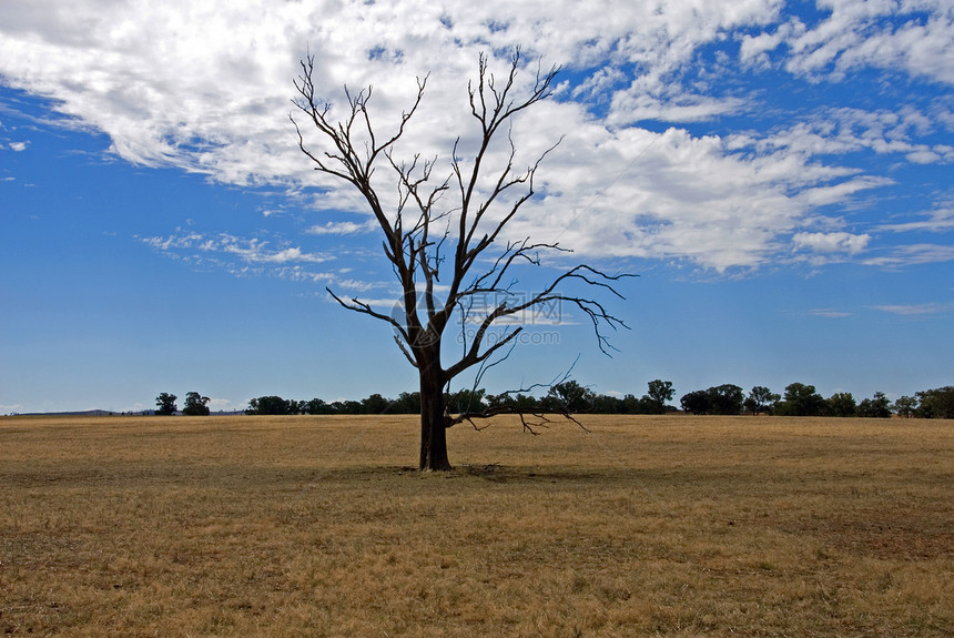 围场澳大利亚北西维多州农场一棵枯树上片死农业美好的图片