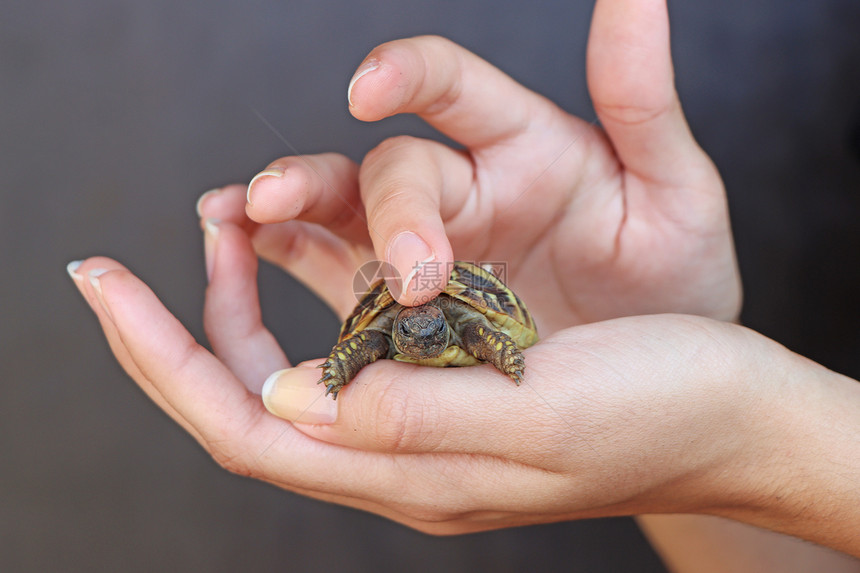小海龟宠物在一个年轻女孩的手里乌龟一种动物园图片