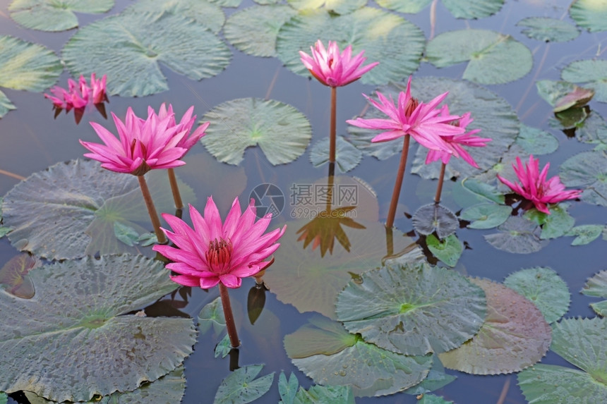 自然华丽的百合池塘中美丽的莲朵花图片