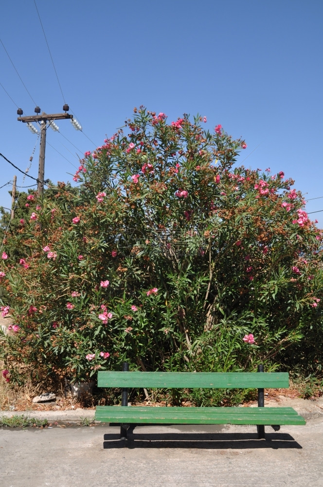 空的长椅齐亚村科斯岛的绿色长凳和粉红树图片