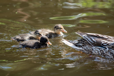 新出生的鸭子集体游泳快乐年轻的夏天图片