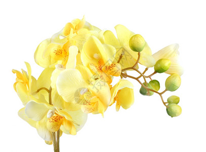 合成的花朵综黄色兰花单人造分枝在白色背景上孤立的白底摄影室近身图片