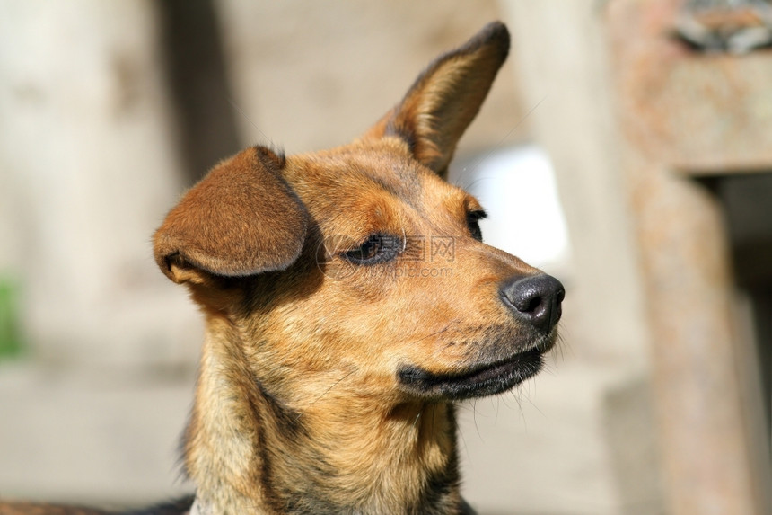 鼻子可爱的棕色狗肖像有耳朵在空中爆头犬类图片
