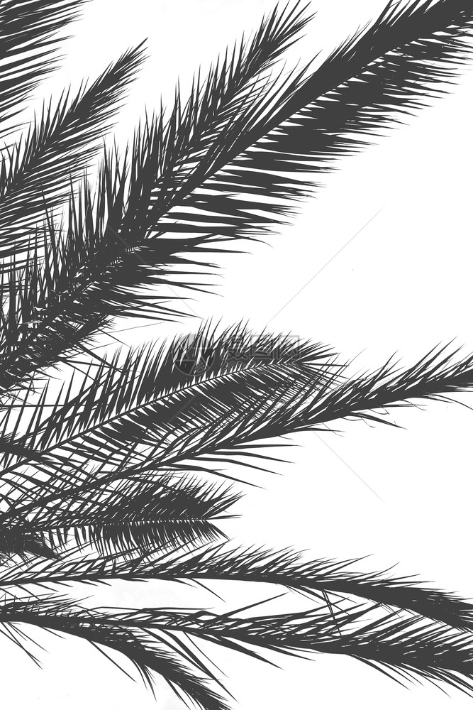 西班牙棕榈树叶与黑色的双轮风和白色黑隔开以用太阳晴天图片