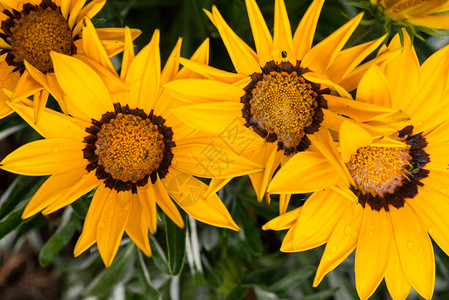 绽放具有复合花瓣的菊科明黄色花朵菊苣雏植物群图片