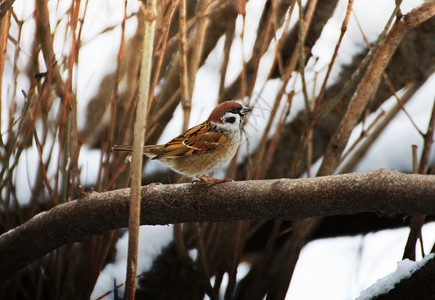 坐着苗圃一只小鸟在冬天坐树枝上棕色的图片
