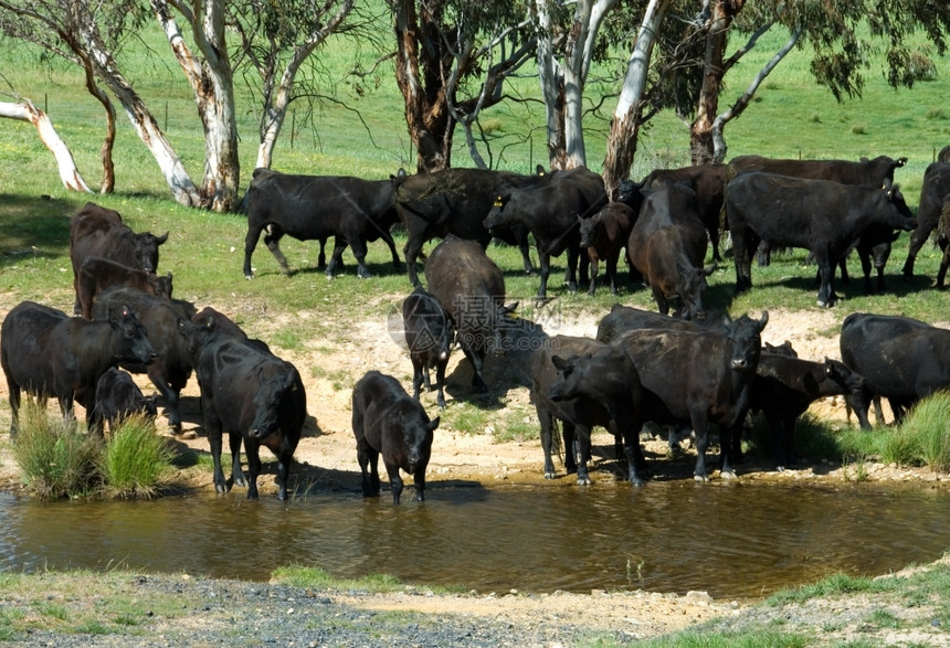 哺乳动物克鲁威尔澳大利亚南新威尔士州一个农场上条溪流附近的阿伯丁安格斯牛群动物图片