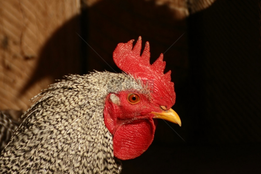 美丽的乡村羽毛这鸡为成农场的老板感到非常骄傲图片