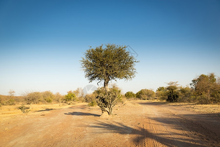 一种生长经典的非洲阿卡西亚树是非洲的象征在干旱博茨瓦纳风景中野生观图片