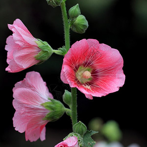 场地草本植物门户14美丽的霍利克花朵或白经图片