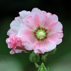 美丽的霍利克花朵或白喉热带的蜀葵图片
