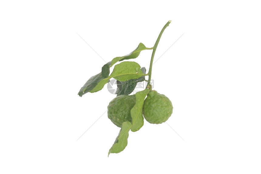 美食叶子烹饪用Bergamot药草海丝特里克斯图片