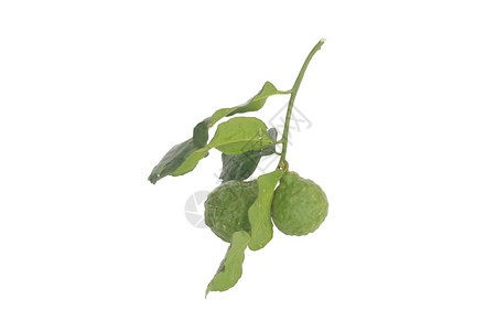 美食叶子烹饪用Bergamot药草海丝特里克斯高清图片