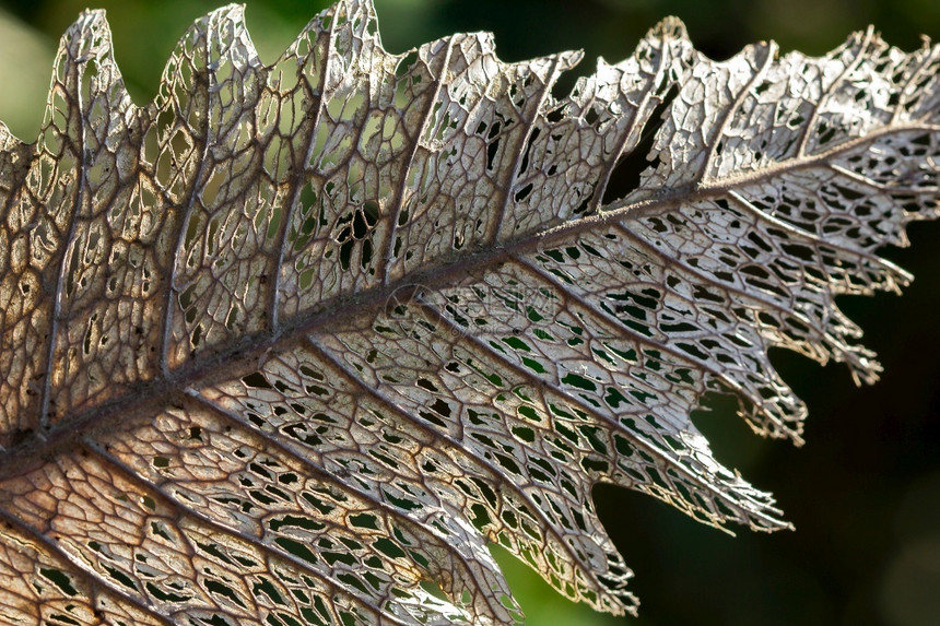 脊柱干叶在美丽的自然中干叶降解纹理树叶图片