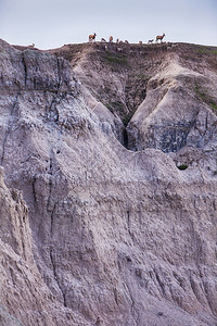 淅淅沥沥在南达科塔邦巴德兰公园的山脊顶上可以看到一小群由母绵和羊制成的大角绵和野马犬构成的小群羊肉可见的母背景