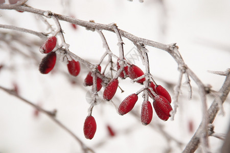 挂有冰晶的红色树枝冬天冷冻水晶平近距离图像其深浅的冻柏贝里斯粗俗草地BarberryGemeineBerberitze浆果上面有挂在树枝的冰晶背景