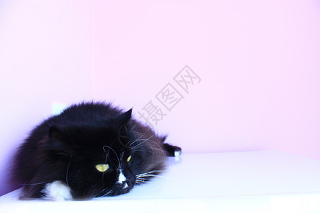 猫躺着一种家庭宠物黑猫在粉红的温柔背景上躺着家庭宠物有休息的地方家畜作铺设生活设计图片