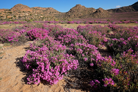 南部生态未受破坏的南非北开普省纳马夸兰干旱地貌的彩色明亮野花背景图片