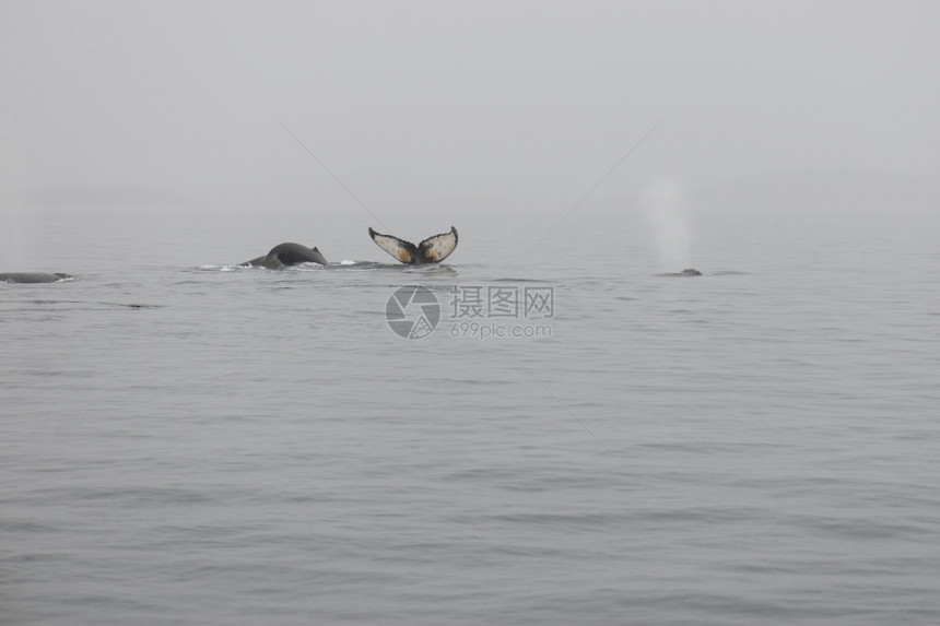 戏剧多于从表层水面上观测到格陵兰周围海洋中的回背鲸MegapteraNovaeangliae风景优美图片