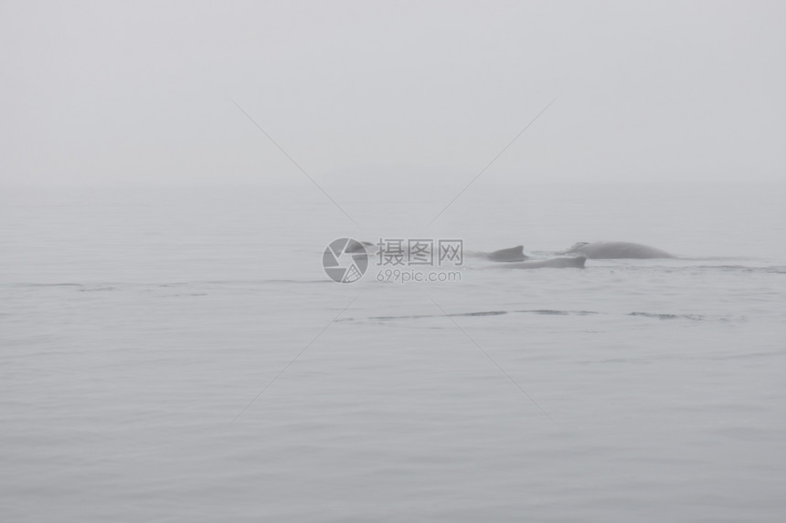 座头鲸尾巴从表层水面上观测到格陵兰周围海洋中的回背鲸MegapteraNovaeangliae观看图片