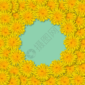 圆形花朵边框开花期明亮的黄色朵排列在一个架子上蓝色或薄荷底岩的边框上从dandelions复制空间中分离出来背景