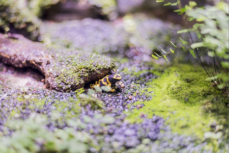 动物群坐在雨林地底的青蛙身上棕色的森林图片