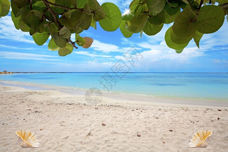 阿鲁巴婴儿海滩上的绿石水和海壳美丽颜色绿松石图片