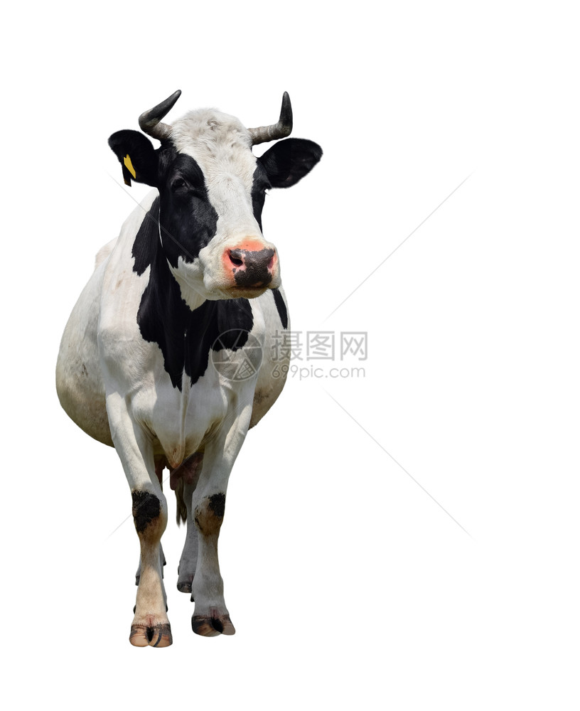在白牛身上完全隔离的斑点黑白母牛关闭农场动物喇叭牛奶木乃伊图片