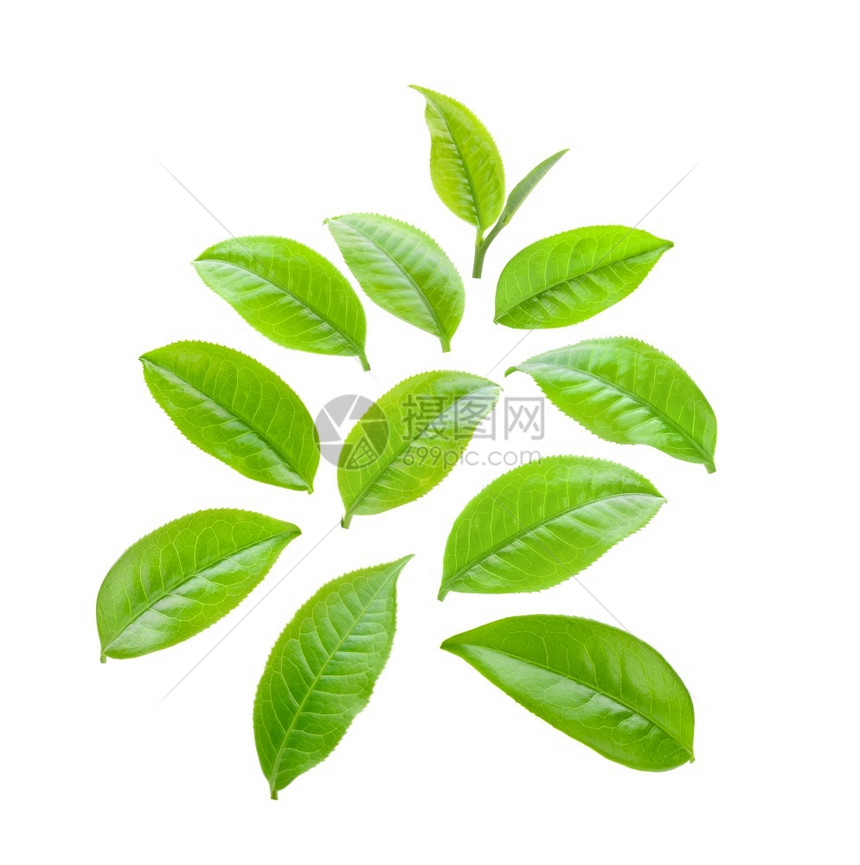 绿茶叶图片