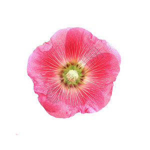 红色的蜀葵花图片