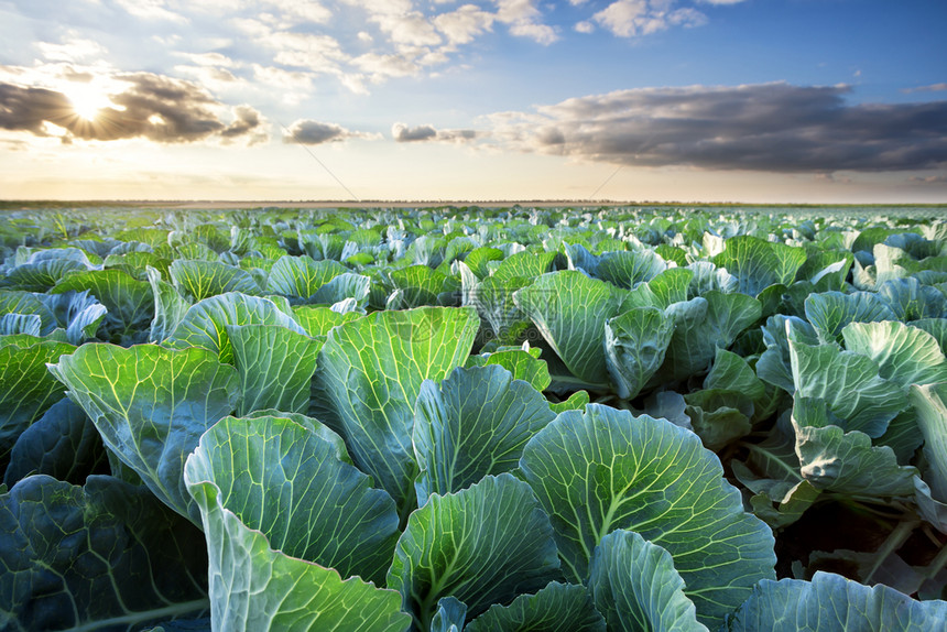 农场颜色丰收和发展的概念在云层下成熟的白菜田里阴云之下成熟的白菜田里夏季农村地貌丰收和发展的概念郁葱图片