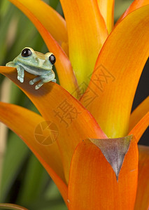 生态栗色树橙布罗米亚的马龙眼花蛙图片