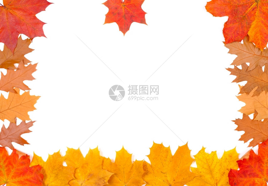 不同颜色秋叶框架背景图片