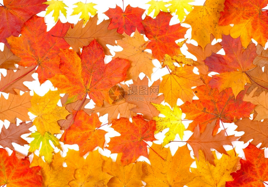 多彩秋叶背景图片
