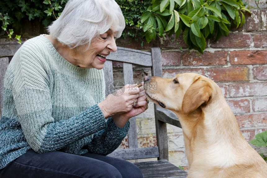 退休高级妇女培训宠狗在有治疗的花园中放松可信图片