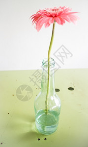 玻璃瓶花中美丽的Gerbera股票照片绿色配饰单身的图片