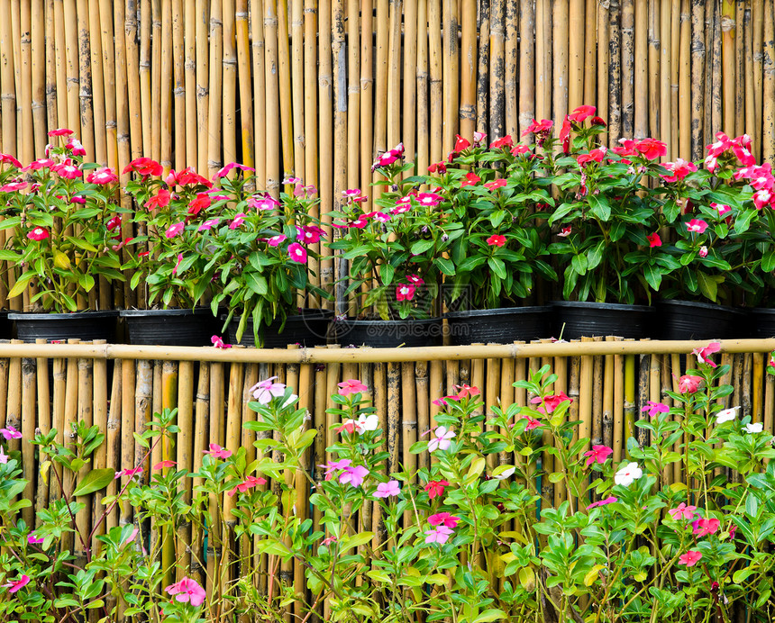 明亮的植物竹底锅中加泰罗兰特胡斯玫瑰花绿色图片