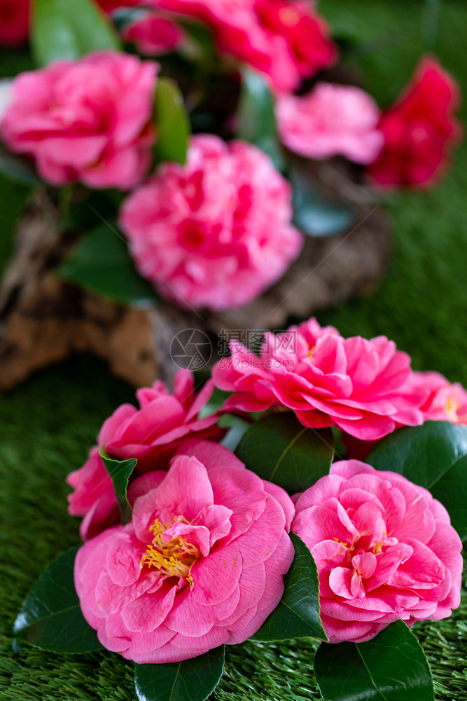 开花装饰和美丽的园山茶植物学已选中图片