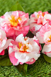春天细节装饰和美丽的花园山茶浪漫的图片